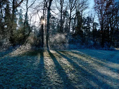 Bäume und Sträucher werden durch die grelle Wintersonne von hinten beschienen und werfen ihre Schatten auf die vom Frost bedeckte Wiese am Waldrand im Vordergrund.