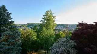 Blick auf eine fast 30 Meter hohe Birke mit voller, saftgrüner Blätterpracht.