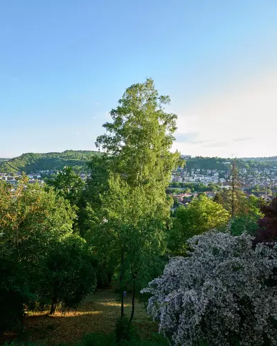 Blick auf eine fast 30 Meter hohe Birke mit voller, saftgrüner Blätterpracht.