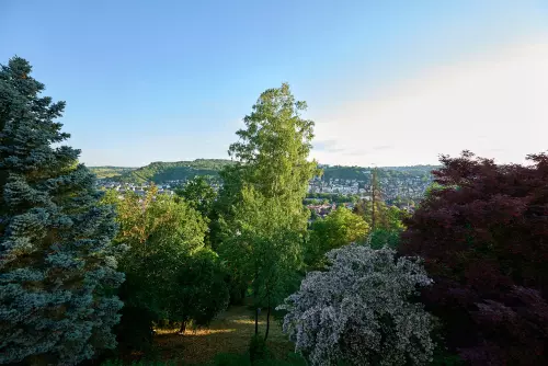 Blick auf eine fast 30 Meter hohe Birke mit voller, saftgrüner Blätterpracht.