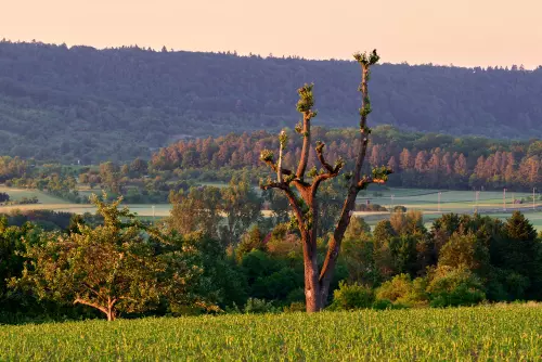 Frische, grüne Sprößlinge eines extrem gestutzten Baumes im Ammertal. In der "Baumkrone" sitzt eine Feldkrähe.