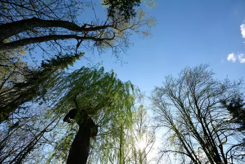 Vier unterschiedliche Baumarten (Linde, Tanne...) aus der Froschperspektive gen blauem, sonnigen Himmel blickend aufgenommen.