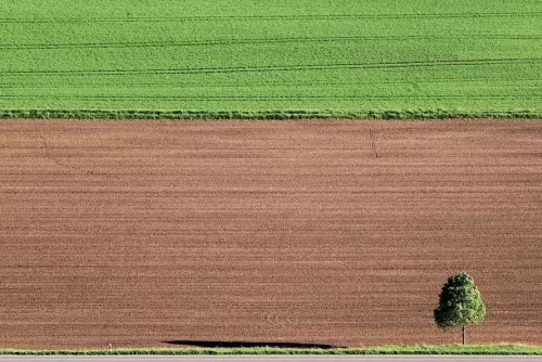 Grüne und braune Ackerflächen treffen in der Mitte zusammen. In der rechten Ecke steht ein einzelner, grünblättriger Baum.