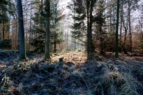 Ein vom Sonnenlicht durchfluteter Wald an einem Wintertag mit "frostigen" Gräsern und Baumrinden.