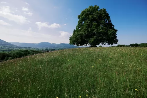 Zentraler Blick auf die Friedenslinde, die als Solitär auf einem Hügel steht und 1871 nach dem Deutsch-Französischen Krieg als Siegeslinde oberhalb von Bronnweil gepflanzt wurde.