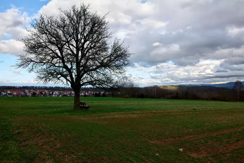 Solitär stehender Baum mit einer Sitzbank am unteren Stamm auf einem Feld in der Nähe von Pfrondorf.