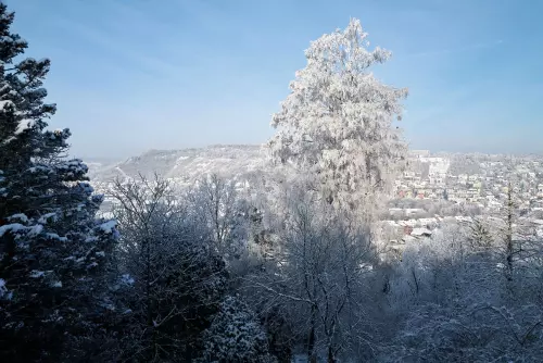 Blick auf eine fast 30 Meter hohe Birke und einige Bäume drumherum, deren kahlen Äste durch einen Frosteinbruch und Schneefall komplett "gefrostet" aussehen.