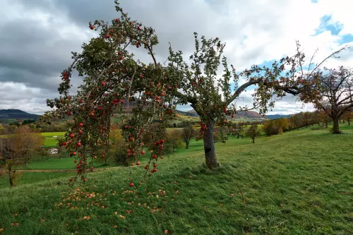 Knorriger, relativ niedriger Apfelbaum mit zahlreichen, knallroten Früchten im Herbst.