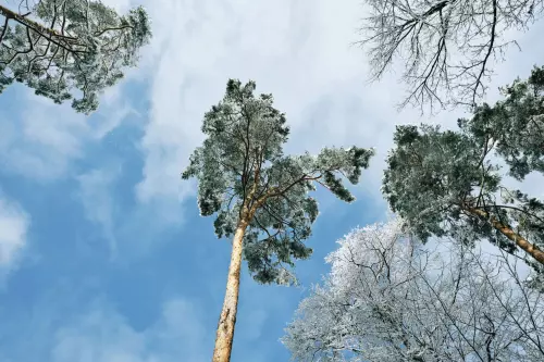 Von Frost bedeckte Kiefer mit Blick von unten
