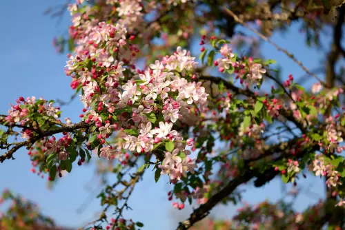 Blühender Kirschbaum mit zahlreichen, rosa-farbenen Knospen und weißlichen Blüten.