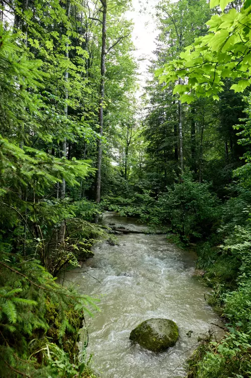 Blick auf den relativ schmalen Riedbach, in der Nähe der Scheidegger Wasserfälle, der durch das üppige Grün an seinen Ufern fast wie ein Fluß durch ein Dschungel wirkt.