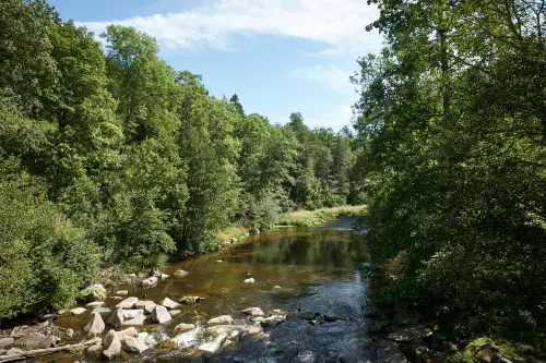 Blick auf einen von grünen Bäumen gesäumten Fluss bei Niedrigwasser im August, dessen Wasser grünlich-braun gefärbt ist.