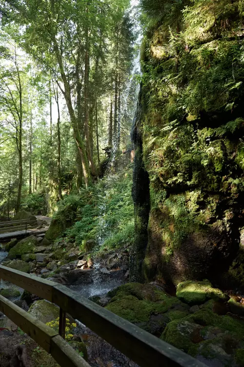 Mini-Wasserfall in der Nähe einer Quelle, der von einem grün bemoosten Felsvorsprung circa 4-5 Meter in die Tiefe fällt, einem Bach, der sich druch einen Wald schlängelt.