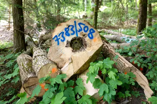 Gefällte Bäume am Waldrand; In einem der Bäume, bzw. in seiner schon abgestorbenen Mitte, haben Vögel ein Nest in den vor Regen und WInd schützenden Hohlraum gebaut.