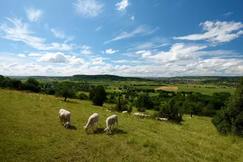An einem sonnigen Tag mit ein paar Wolken am Himmel. Ausblick vom höhergelegenen Wanderpfad zur Wurmlinger Kapelle Richtung Westen. Im Vordergrund weiden ein paar Schafe auf den grünen Wiesen unterhalb vom Spitzberg.