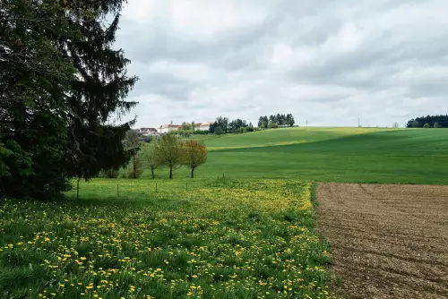 Am Rand eines Spazierwegs in Bad Saulgau durch Wiesen mit blühendem Löwenzahn, Ackerflächen und der gerade am Horizont auftauchenden Klosteranlage.