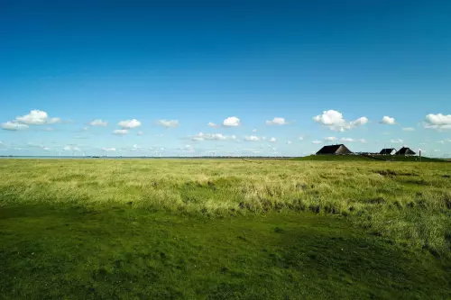 Landschaftsbild mit grünen Salzwiesen und blauem Himmel an der deutschen Nordseeküste mit Blick auf die Neuwarft.