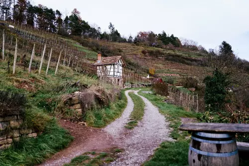 Geschotterter Feldweg durch die abgeernteten Weinberge am Spitzberg mit Blick auf eine solide Werkzeughütte mit Fachwerk.