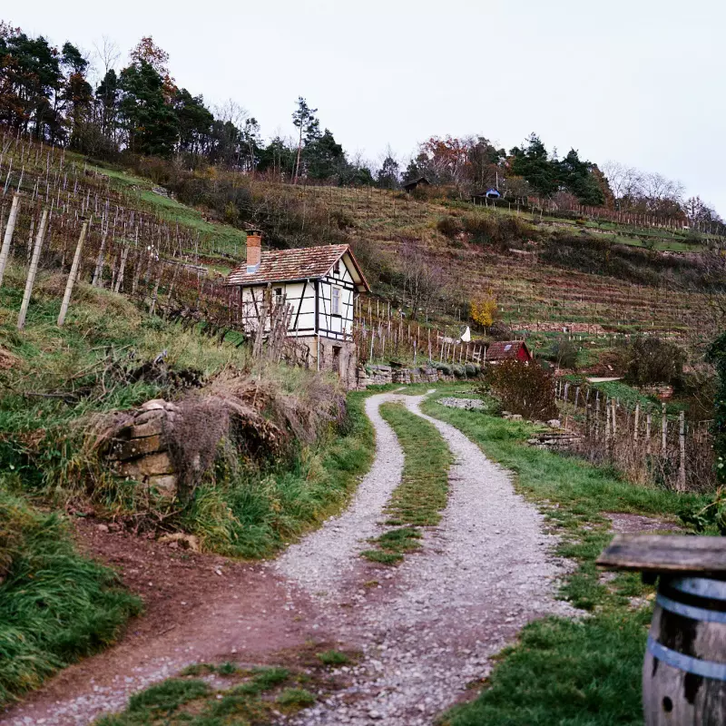 Geschotterter Feldweg durch die abgeernteten Weinberge am Spitzberg mit Blick auf eine solide Werkzeughütte mit Fachwerk.
