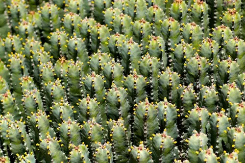 Zahlreiche kleine Kakteen mit kugelförmigen, gelben Blüten, die wie eine "Menschenmasse" nebeneinander stehen.