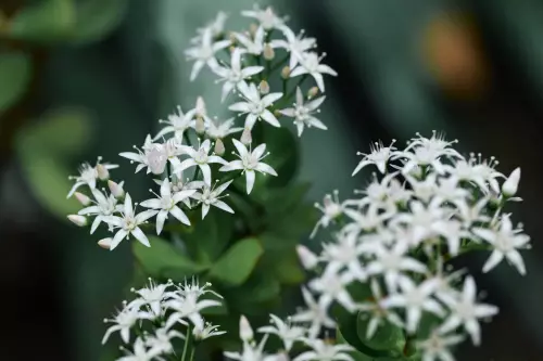 Blumen mit weißen, sternförmigen Blüten im botanischen Garten in Tübingen.