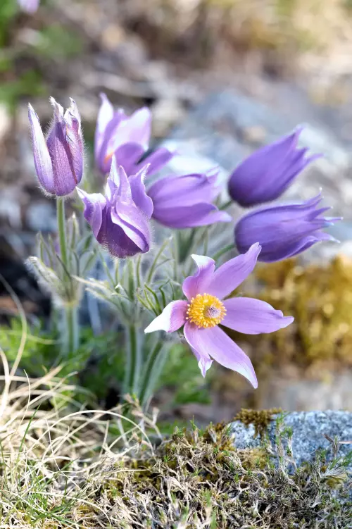 Zarte Küchenschelle, auch Kuhschelle genannt, mit hell-lila farbenen Blüten im botanischen Garten in Tübingen.