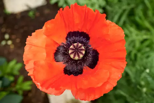 Offene Blüte einer großen, roten Mohnblume mit imposantem, rundlichem Stempel im Zentrum.