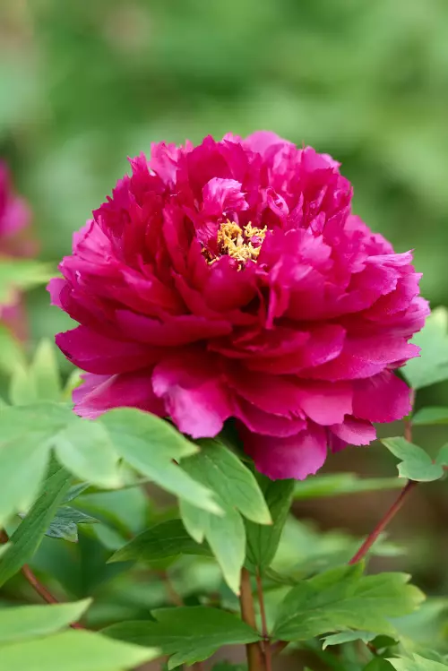 Rote Pfingstrose mit offener Blüte und noch erkennbarem, gelbem Stempel und Staubblättern.