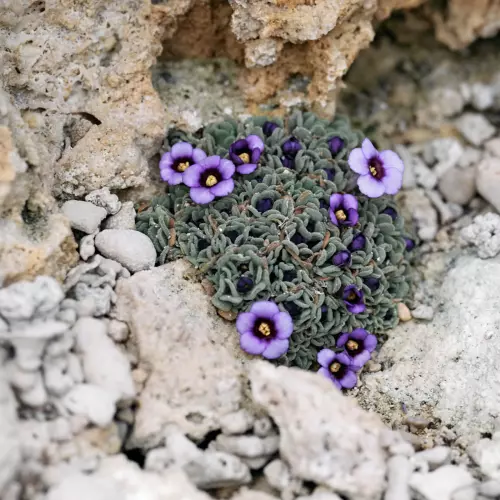 Winziges Primelgewächs mit zart lila Blüten und günlichen Sporssachsen im Hochgebirge-Bau vom botanischen Garten in Tübingen.