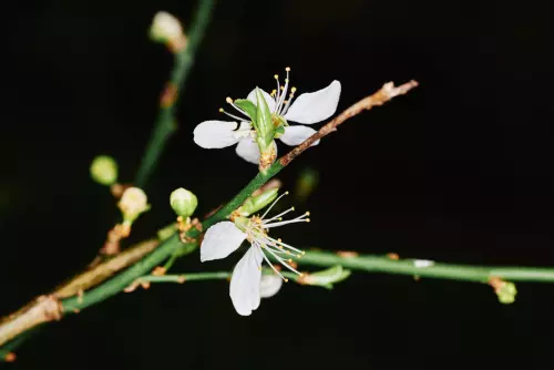 Mirabellenblüten - mit Aufhellblitz fotografiert, so dass der Hintergründ komplett schwarz ist.