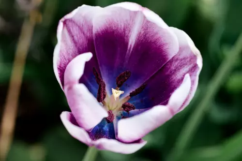 Makroaufnahme einer offenen, lila-weiße Tulpenblüte in deren Zentrum der Stempel und die Staubblätter gut zu erkennen sind.
