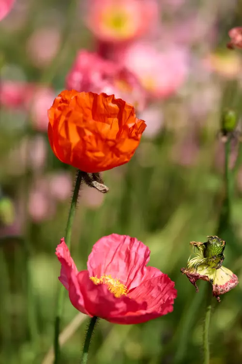 Mohnblumen auf einer Landesgartenschau im Allgäu.