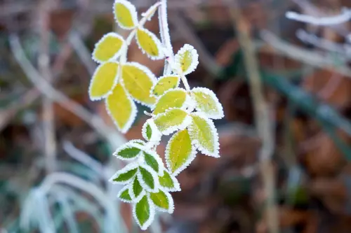 Gelbe und grüne Blätter eines Strauchs, die mit zahllosen kleinen Zacken vom weißen Frost eingerahmt wurden.