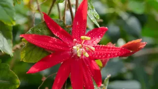 Rote imposante und sternenförmige Blüten mit gelbem Stempel und Staubblättern einer Passionsblume im botanischen Garten in Tübingen.