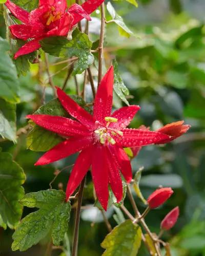 Rote imposante und sternenförmige Blüten mit gelbem Stempel und Staubblättern einer Passionsblume im botanischen Garten in Tübingen.