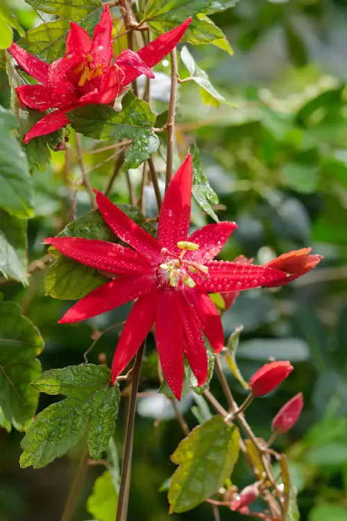 Rote imposante und sternenförmige Blüten mit gelbem Stempel und Staubblättern einer Passionsblume im botanischen Garten in Tübingen.