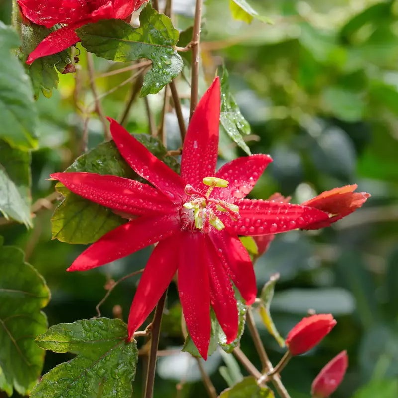 Rote imposante und sternenförmige Blüten mit gelbem Stempel und Staubblättern einer Passionsblume im botanischen Garten in Tübingen.