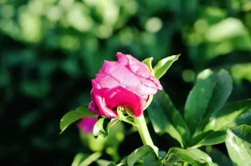 Rote Pfingstrose mit noch geschlossener Blüte.