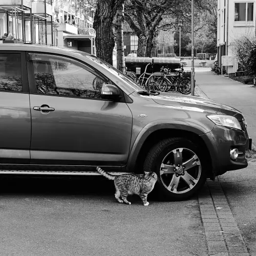 Schwarz-Weiß-Schnappschuss einer grau-schwarz gestreiften Katze, die neben einem geparktem PKW mit Diesel-Katalysator (D-Cat) in "angespannter" Position steht.