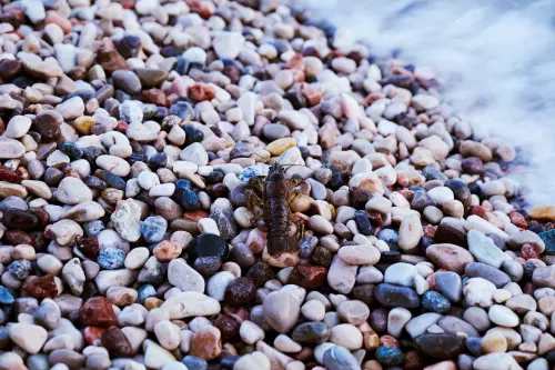 Flusskrebs, eventuell ein Kamberkrebs, auf dem bunten Kieselstrand am Gardasee.