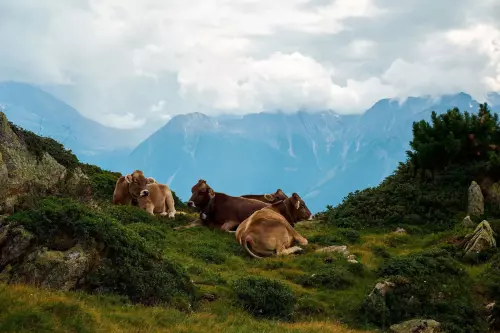 Braunvieh - Vier Kühe liegen entspannt auf einer Bergwiese vor einem Alpenpanorama in der Nähe vom Aletschgletscher (Schweiz).