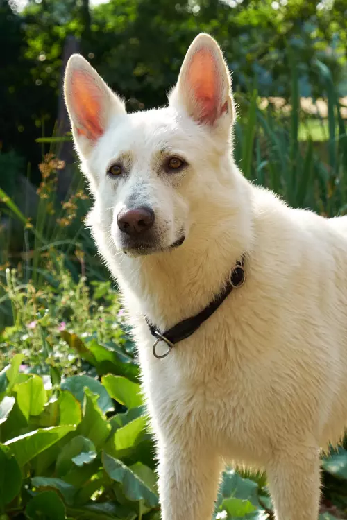 Weißer Schäferhund im Garten mit traurig wirkendem Blick in die Kamera.