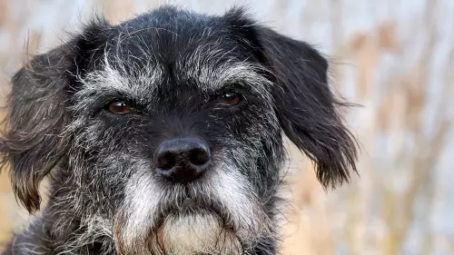 Nahaufnahme eines Bulldoodle - Mischlingshund aus Französischer Bulldogge (Mutter) und Toypudel (Vater) mit schwarz-weißem Fell.