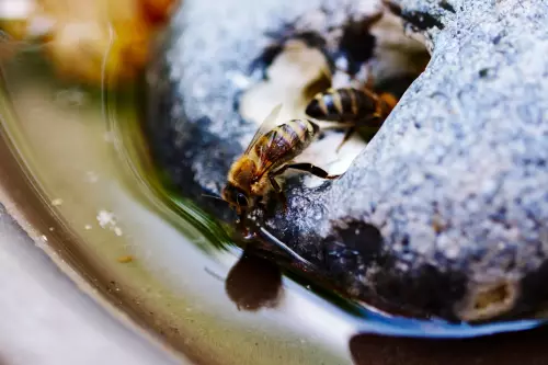 Makroaufnahme zweier Bienen, die an einer Vogeltränke Wasser aufnehmen.