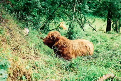 Schottisches Hochlandrind mit braunem Fell, liegend auf einer grünen, hügeligen Weide unterhalb des Schloss Roseck.