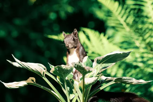 Eichhörnchen, das in einer Funkie (Staude) stehend in Richtung Kamera blickt.