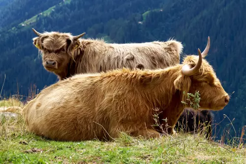 Hochlandrinder auf einer Bergwiese in den Schweizer Alpen.