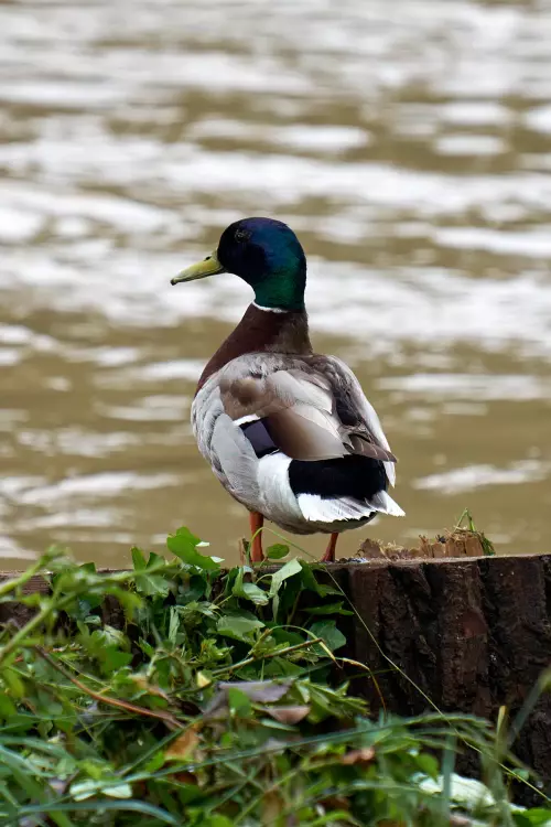 Erpel (Ente) am Neckarufer mit auffälligem, bunten "Wintergefieder"