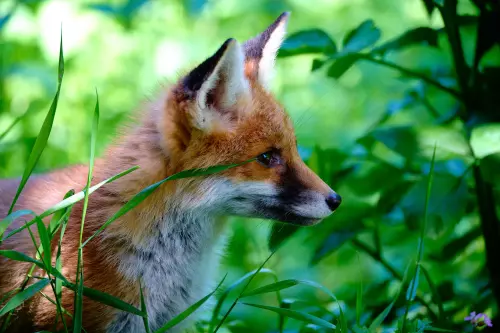 Junger Fuchs zwischen Grashalmen im Profil mit Blick nach rechts.