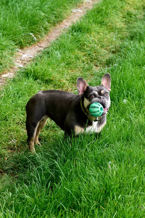 Französische Bulldoge mit dunklem Fell und einem grünen Spielball in der Schnauze.